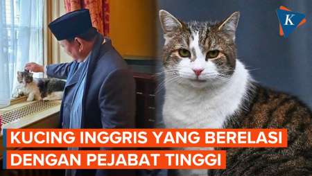 Mengenal Larry, Kucing yang Bekerja di Kantor PM Inggris dan Bertemu Prabowo