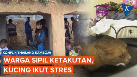 Tentara Thailand-Kamboja Bentrok, Warga Sipil Ketakutan, Kucing Ikut Stres