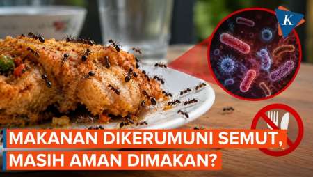 Makanan Dikerubungi Semut, Bolehkah Dimakan?