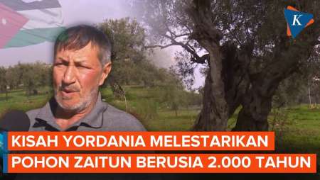 Penampakan Pohon Zaitun Berusia 2.000 Tahun Yang Terancam Punah