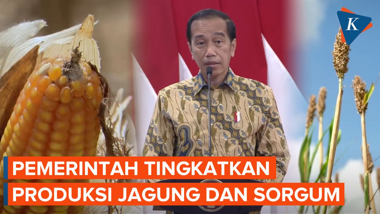 Harapan Jokowi Agar Indonesia Tak Hanya Bergantung pada Beras