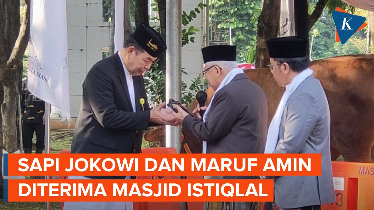 Intip Penampakan Sapi Kurban Jokowi Dan Maruf Amin Di Masjid Istiqlal 7799