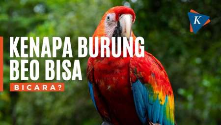 Kenapa Burung Beo Bisa Bicara?