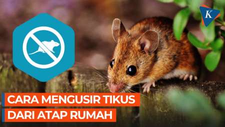 10 Cara Mengusir Tikus yang Mengganggu di Atap Rumah