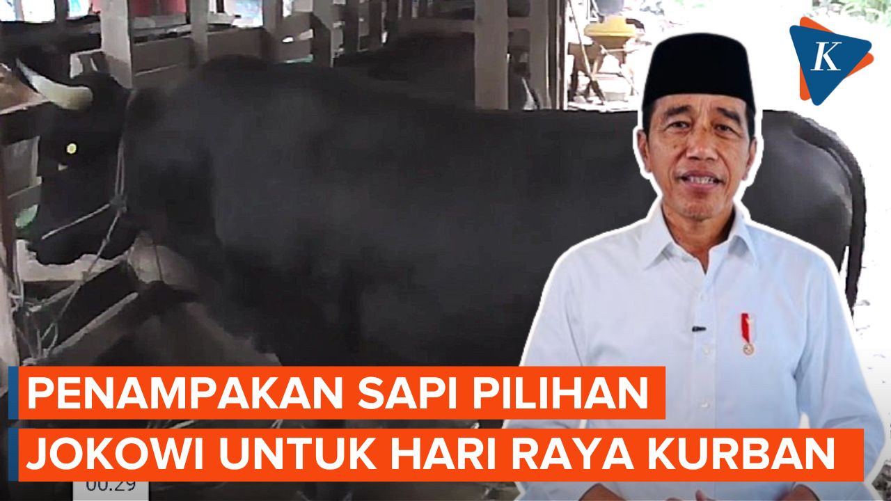 Melihat Sapi 1 Ton dari Jokowi untuk Idul Adha di Buton, Sulawesi Tenggara