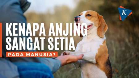 Kenapa anjing sangat setia pada manusia?