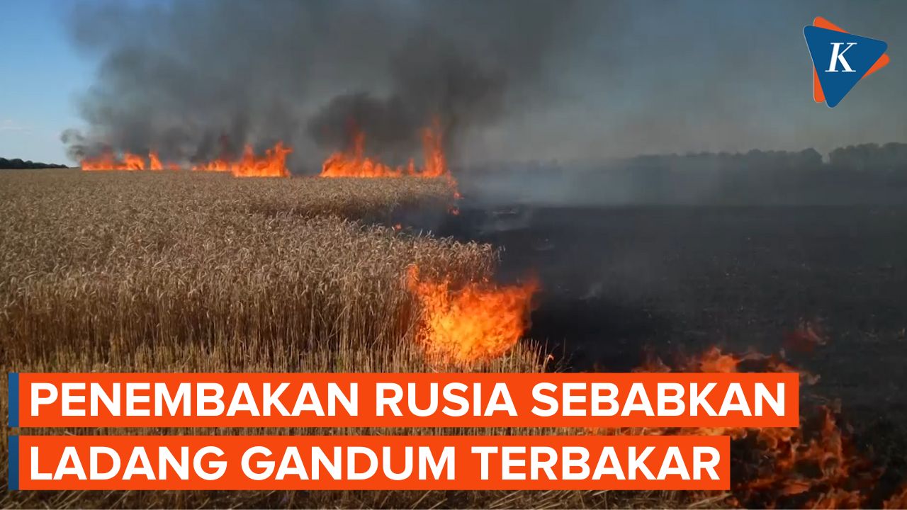 Ladang Gandum di Garis Depan Ukraina Terbakar setelah Penembakan Rusia