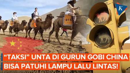 Keunikan "Taksi" Unta Di Gurun Gobi China, Bisa Patuhi Lampu Lalu Lintas!