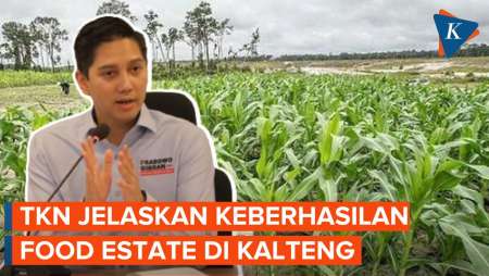 TKN Bantah Program Food Estate Singkong di Kalteng Gagal