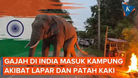 Momen Gajah Masuk Kampung di India karena Kelaparan dan Patah Kaki