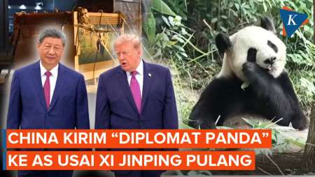 Xi Jinping Pulang, China Kirim Sepasang "Diplomat Panda" Ke AS