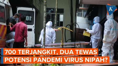 Potensi Pandemi Baru, Apa Itu Virus Nipah, Gejala, dan Cara…