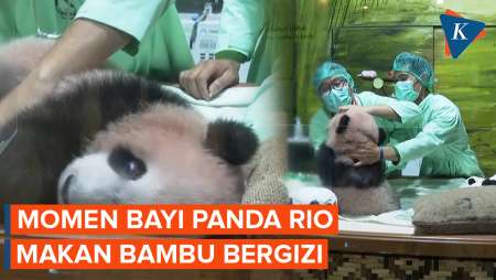 Bayi Panda Rio Yang Diberi Nama Oleh Prabowo Mulai Diperkenalkan Dengan Bambu
