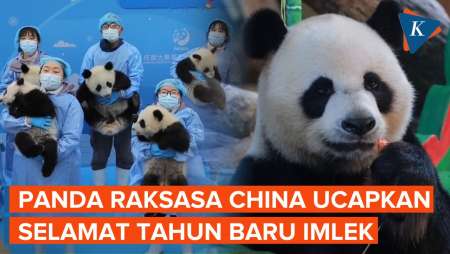 Momen Gemas Panda Pesta Buah Rayakan Imlek Di Kebun Binatang Chongqing China