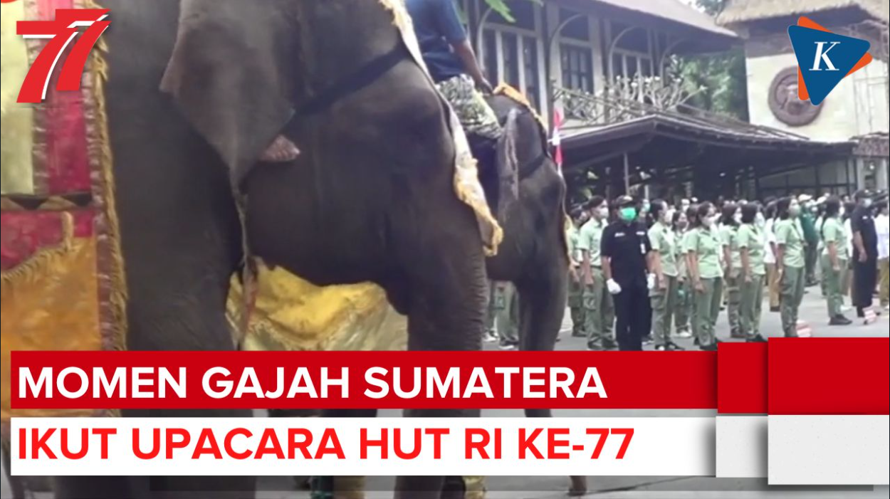 Gajah Sumatera dan Trenggiling Ikut Upacara HUT Ke-77 RI di Bali