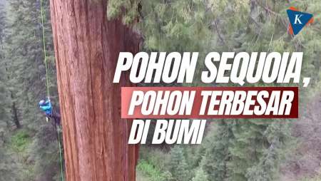 Pohon Raksasa Langka Sequoia Ditemukan di Inggris