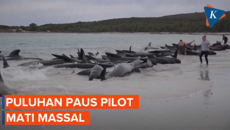 Fenomena Aneh Puluhan Paus PIlot Terdampar dan Mati di Australia