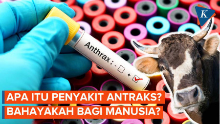 Apa Itu Virus Antraks dari Sapi? Berbahayakah jika Menular ke Manusia?