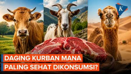 Daging Sapi, Kambing, Atau Unta, Mana Yang Lebih Sehat Dikonsumsi?