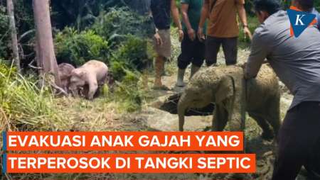 Anak Gajah Terperosok Di Tangki Septic Berhasil Diselamatkan BKSDA Riau