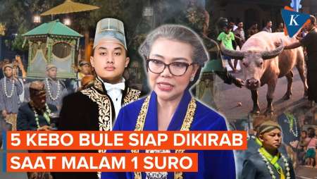 Jelang Malam 1 Suro, Keraton Surakarta Siap Kirab 5 Kebo Bule