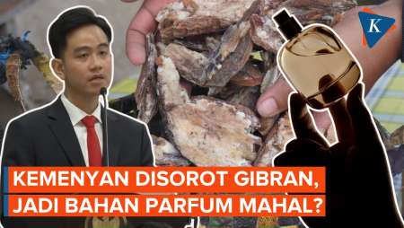 Disorot Gibran, Benarkah Kemenyan Bahan Parfum Mahal?