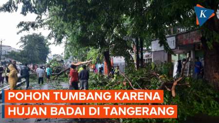 Hujan Badai Sebabkan Sejumlah Pohon Tumbang di Tangerang, Banten