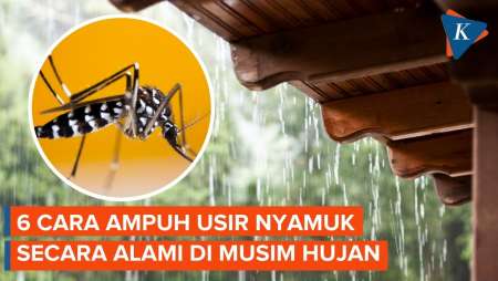 6 Cara Mengusir Nyamuk secara Alami saat Musim Hujan, Tanpa Bahan Kimia Berbahaya
