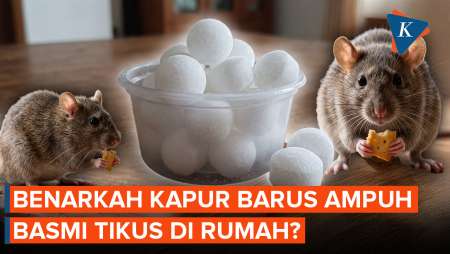 Apakah Kapur Barus Ampuh Basmi Tikus Di Rumah?
