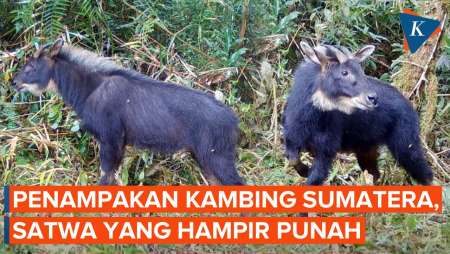 Penampakan Kambing Sumatera, Satwa yang Hampir Punah