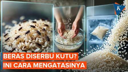 Cara Atasi Kutu Beras di Rumah
