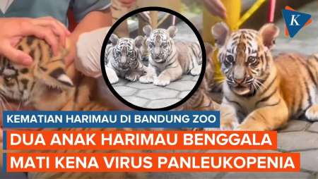 2 Anak Harimau Benggala Di Bandung Zoo Mati Karena Infeksi Virus