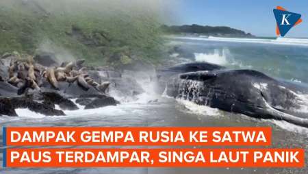 Saat Satwa Terdampak Gempa Rusia, Paus Terdampar dan Singa Laut Kocar-kacir