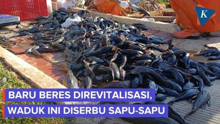 Waduk Baru Di Jaktim Diserbu Ikan Sapu-sapu, 350 Ekor Sudah Dibasmi