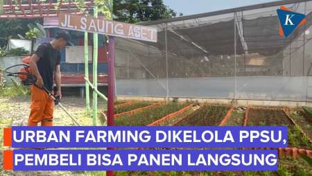 PPSU Berkebun di Lahan Bekas TPS yang Dikuasai Mafia, Pembeli Bisa Panen Langsung