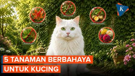 Kucing Bisa Keracunan! Kenali 5 Tanaman Berbahaya Ini