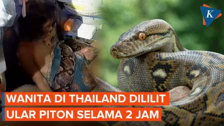 Detik-detik Wanita di Thailand Dililit Ular Piton 5 Meter Selama 2 Jam!