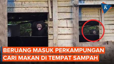 Diduga Kelaparan, Beruang di Lampung Masuk Kampung Cari Makan