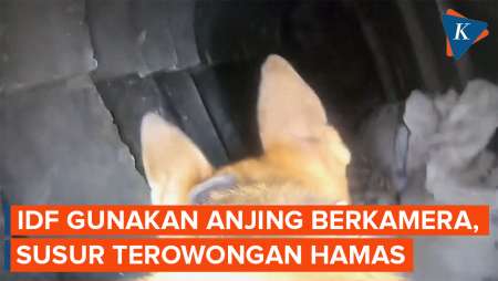 IDF Gunakan Anjing K9 Berkamera untuk Masuki Terowongan Hamas