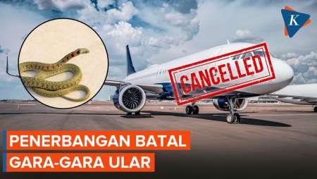 Penerbangan Maskapai Jepang Batal karena Ada Ular di Dalam Pesawat
