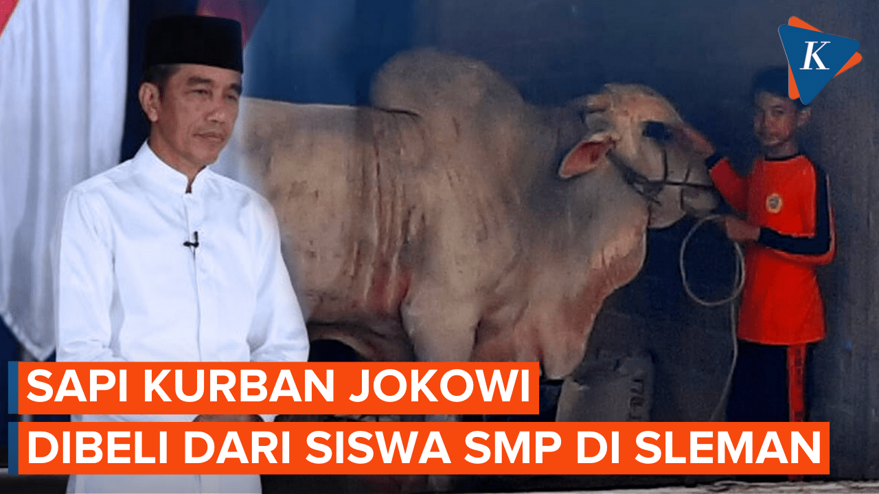Cerita Sapi Milik Siswa SMP yang Dibeli Jokowi, Dirawat Sendiri Sepeninggalan Ayah