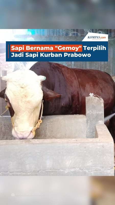Sapi Bernama "Gemoy" Terpilih Jadi Sapi Kurban Prabowo