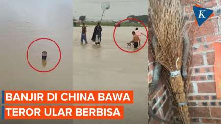 Ratusan Ular Serbu Permukiman Usai Banjir Terjang Pusat Penangkaran Reptil Di China