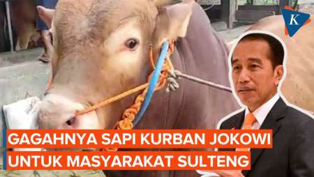 Arjuna, Sapi Kurban Nyaris 900 Kg yang Dibeli Jokowi untuk Masyarakat Sulteng