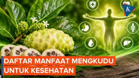 Manfaat Buah Mengkudu untuk Kesehatan, Apa Saja?
