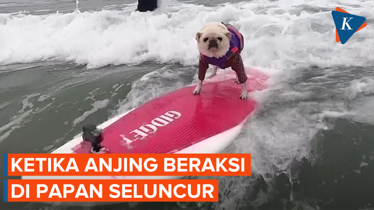 Aksi Anjing Surfing untuk Galang Dana Bagi Penampungan Hewan
