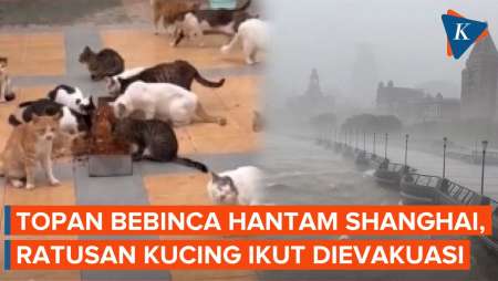 Penampakan Ratusan Kucing Dievakuasi Usai Topan Bebinca Terjang Shanghai China