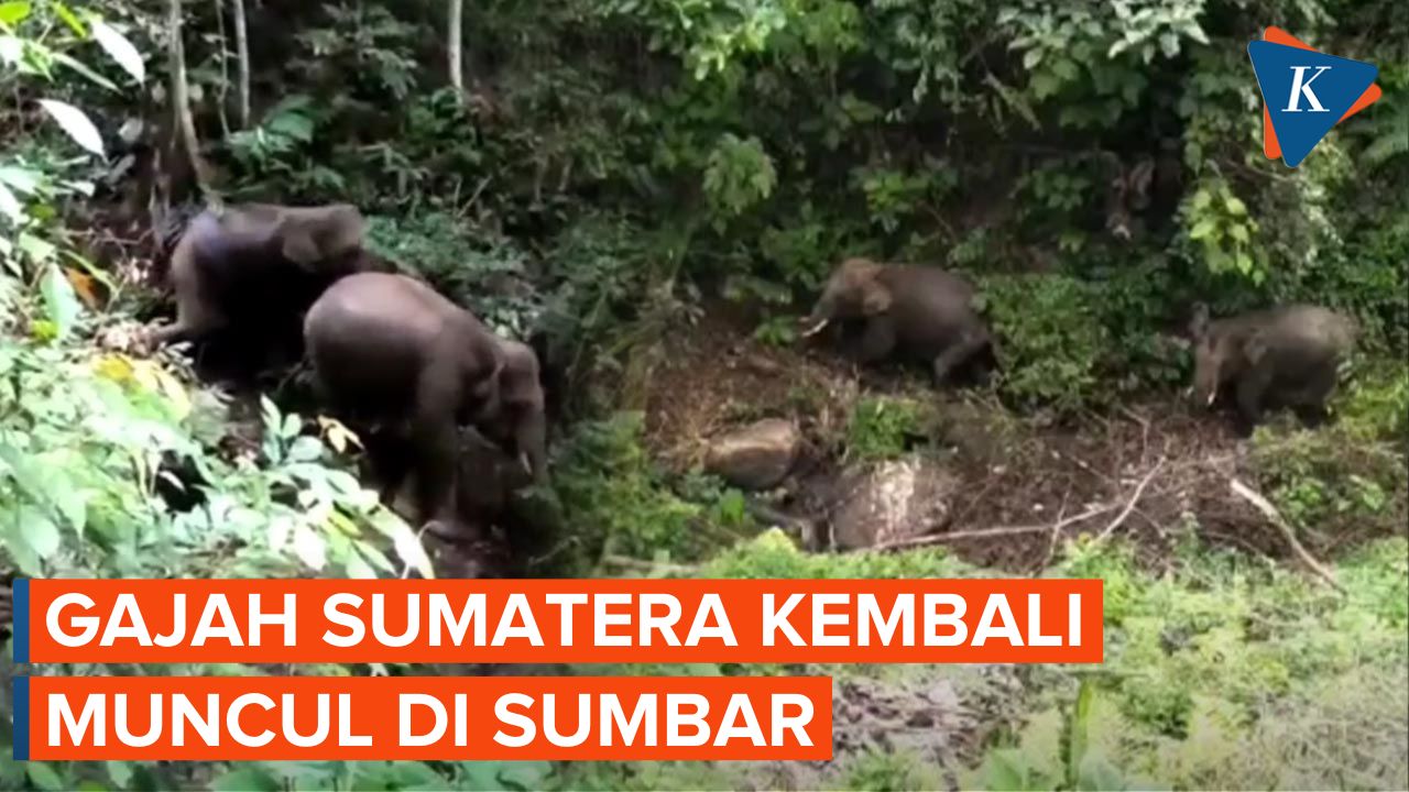 Langka! 43 Tahun Tak Terlihat, Gajah Kembali Muncul di Sumatera Barat