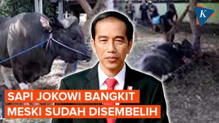 Sapi Kurban Jokowi di Bali Bangkit Lagi Setelah Disembelih