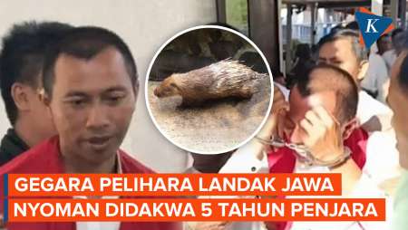 Pilu Nyoman Sukena, Niatnya Rawat Landak Jawa Kini Terancam 5 Tahun Penjara